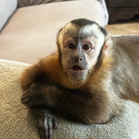Meet your Posher, Brenda and her partner in crime Emma Rose 🐵 - Picture 12 of 14